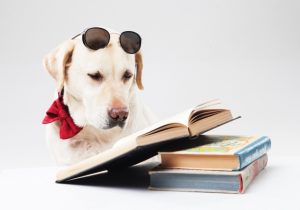 読書をする犬の画像