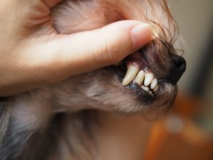 犬歯の画像